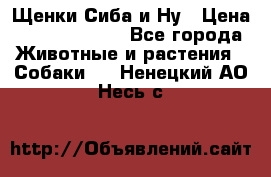 Щенки Сиба и Ну › Цена ­ 35000-85000 - Все города Животные и растения » Собаки   . Ненецкий АО,Несь с.